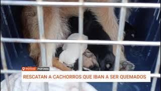 POTOSÍ: POFOMA RESCATA CACHORROS EN PELIGRO DE SER QUEMADOS EN LA CIUDAD DE POTOSÍ